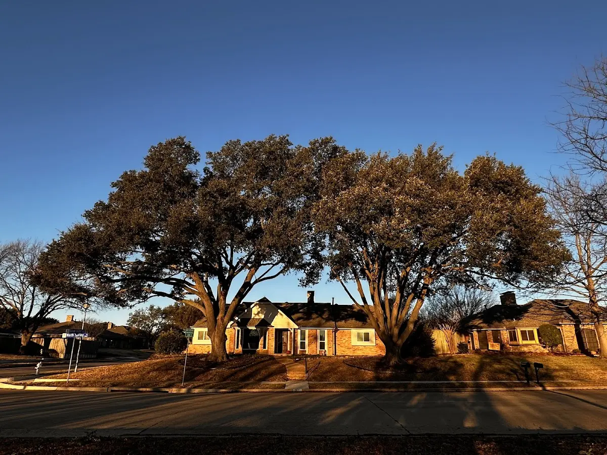 Established residential canopy tree shading a home in Buhl
